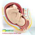 SELL 12448 First Quality Pregnancy Pelvis - 40 Month Infant, Anatomy Models Pregnancy Pelvis with Mature Fetus